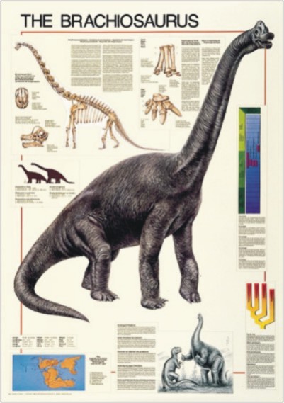 BRACHIOSAURUS